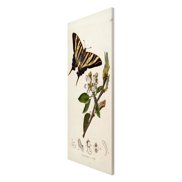 Cuadros de mariposas y flores John Curtis - A Scarce Swallow-Tail Butterfly
