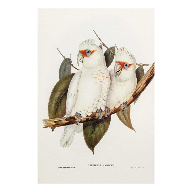 Cuadros decorativos Vintage Illustration White Cockatoo