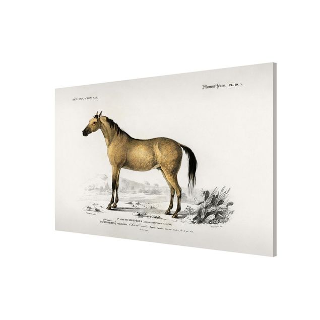 Tableros magnéticos animales Vintage Board Horse