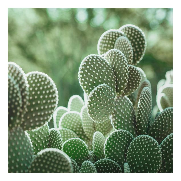Cuadros plantas Cacti