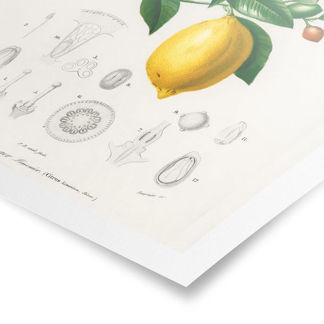 Cuadro amarillo Botany Vintage Illustration Of Lemon