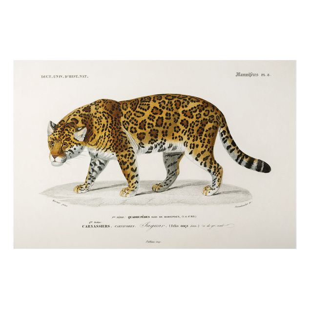 Cuadros de gatos Vintage Board Jaguar