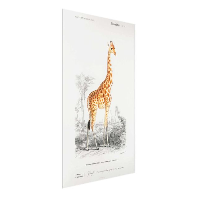Cuadros de África Vintage Board Giraffe