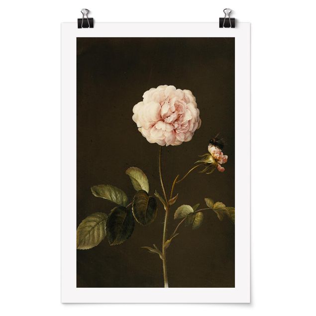 Láminas flores Barbara Regina Dietzsch - French Rose With Bumblbee