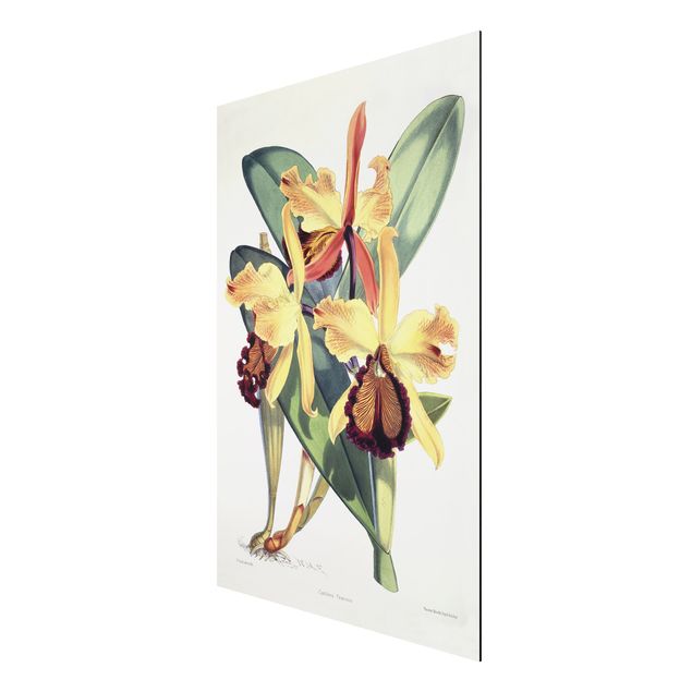 Cuadros famosos Walter Hood Fitch - Orchid