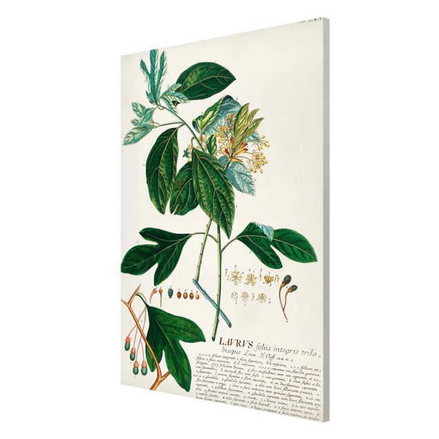 Cuadro de especias Vintage Botanical Illustration Laurel