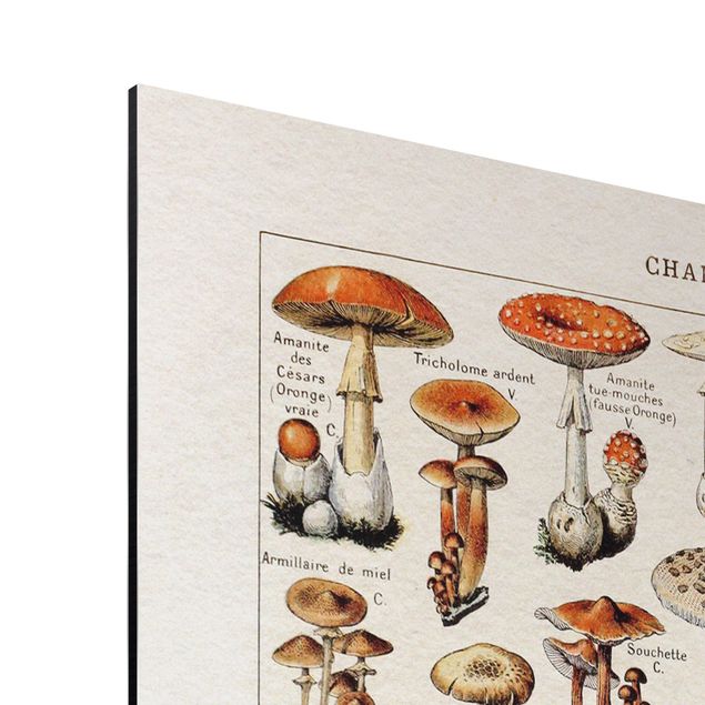 Cuadros marrón Vintage Board Mushrooms