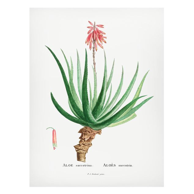 Tableros magnéticos flores Botany Vintage Illustration Aloe Pink Blossom