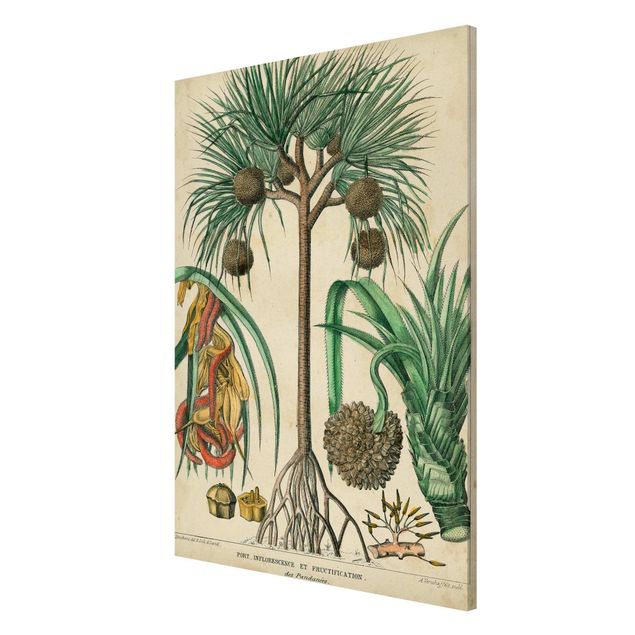 Tableros magnéticos flores Vintage Board Exotic Palms I