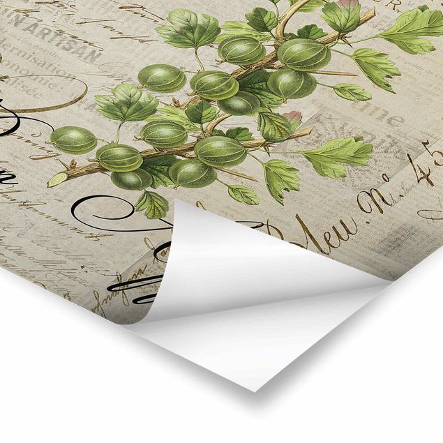 Cuadros Shabby Chic Collage - Gooseberry