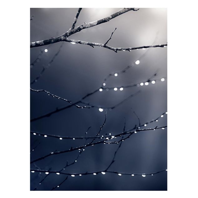 Cuadros de árboles Drops Of Light On A Branch Of A Birch Tree