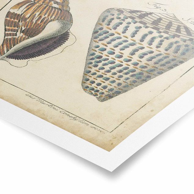 Póster de paisajes Vintage Conch Drawing Pattern Bunte