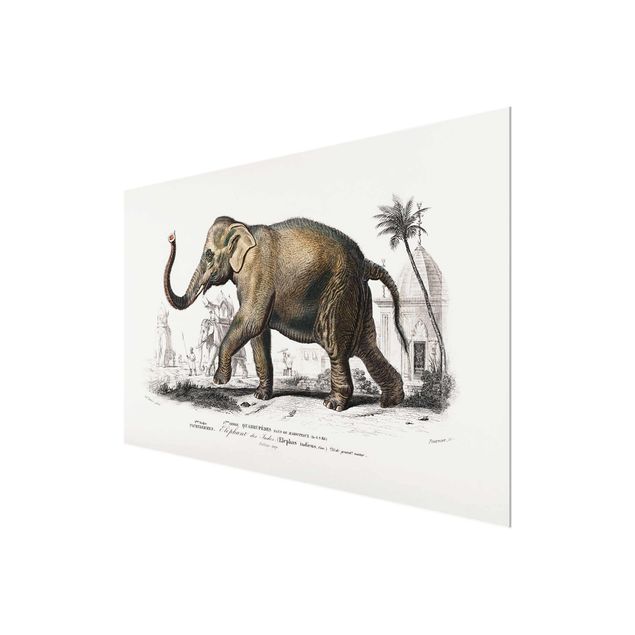 Cuadros de naturaleza Vintage Board Elephant