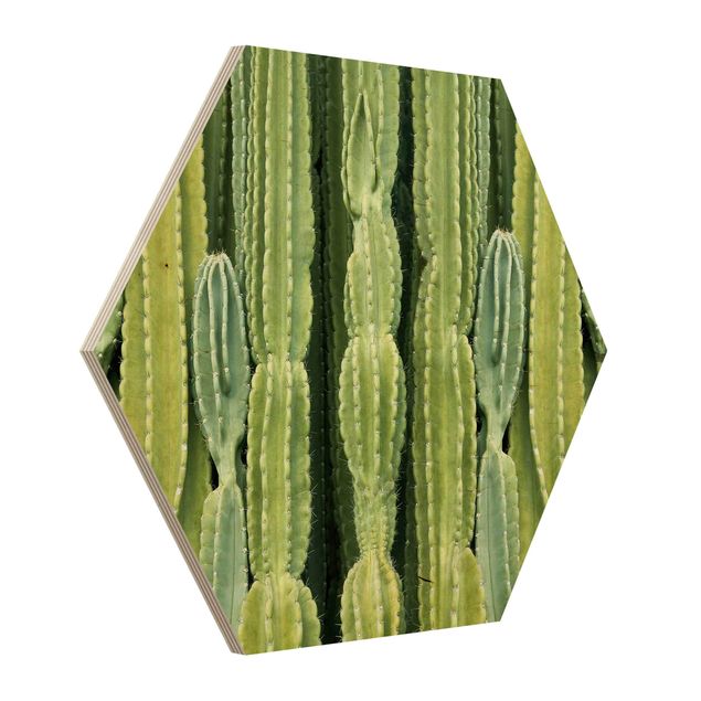 cuadros hexagonales Cactus Wall