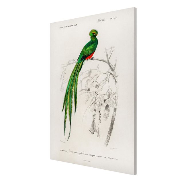 Cuadros de plantas Vintage Board Tropical Bird I