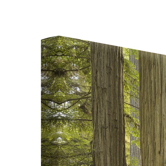 Cuadros tonos verdes Redwood State Park Forest View