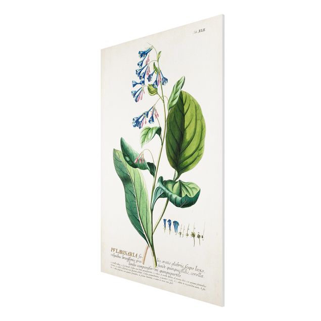 Cuadros plantas Vintage Botanical Illustration Lungwort