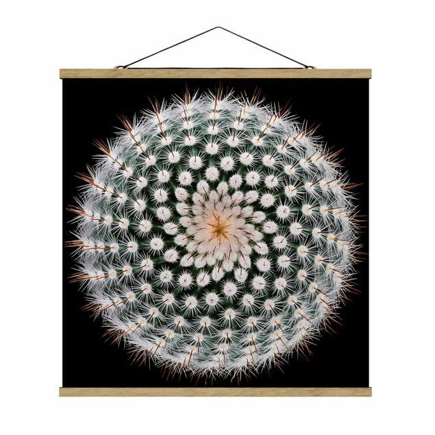 Cuadros decorativos modernos Cactus Flower