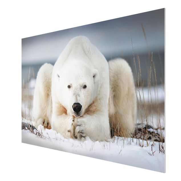 Cuadros modernos y elegantes Contemplative Polar Bear