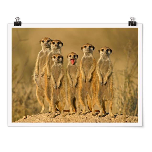 Cuadros africanos modernos Meerkat Family