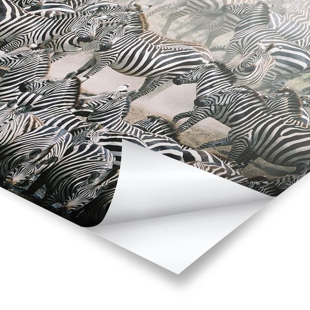 Cuadros decorativos Zebra Herd