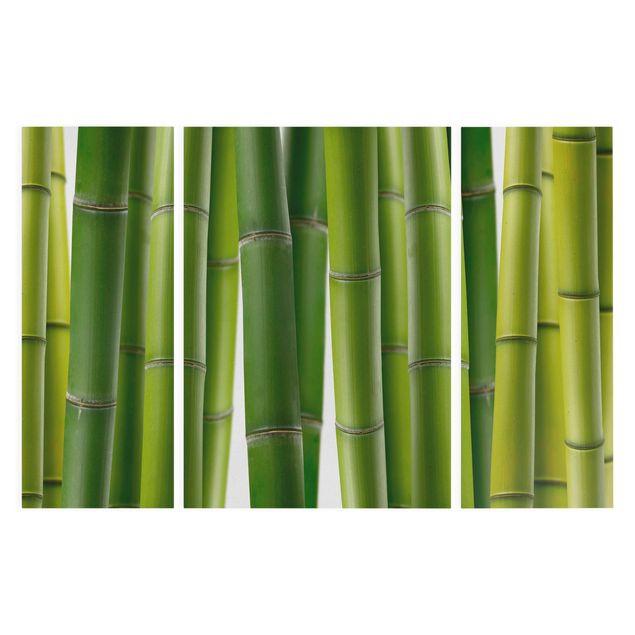 Cuadros paisajes Bamboo Plants