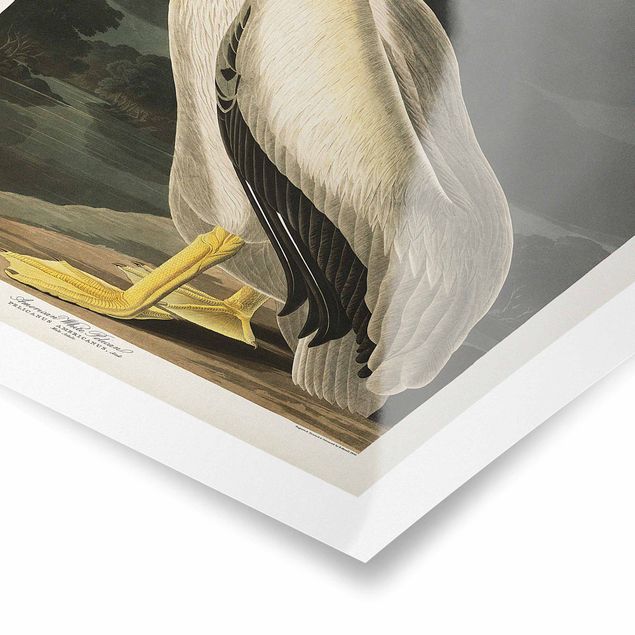 Cuadros decorativos Vintage Board White Pelican
