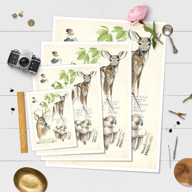 Láminas decorativas Wilderness Journal - Deer