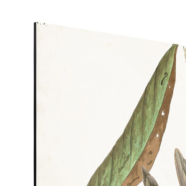 Cuadros marrón Vintage Board Cuckoo