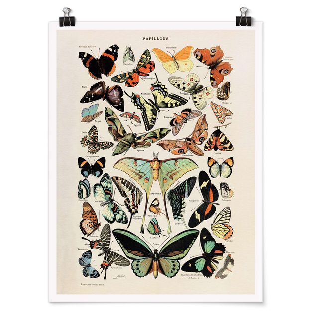 Láminas animales Vintage Board Butterflies And Moths