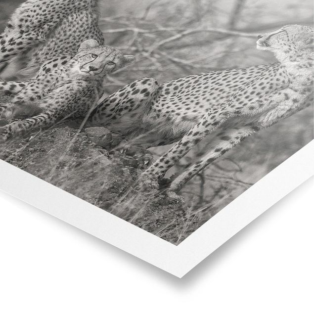 Cuadros en blanco y negro Three Cheetahs