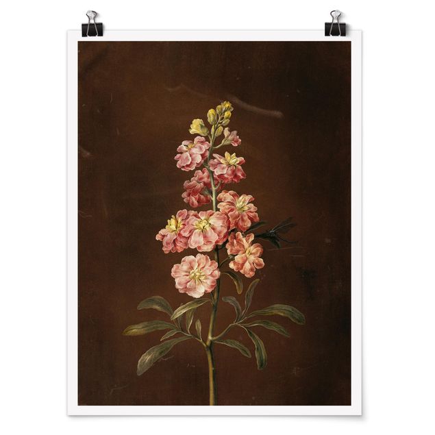 Póster flores Barbara Regina Dietzsch - A Light Pink Gillyflower