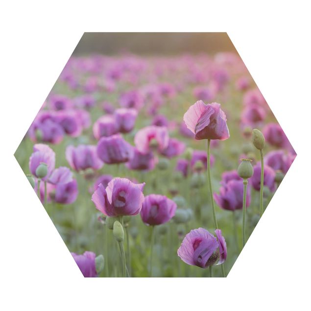 Cuadros modernos Purple Poppy Flower Meadow In Spring
