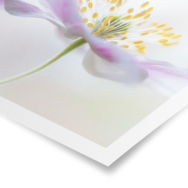 Cuadros de flores Windflower In White