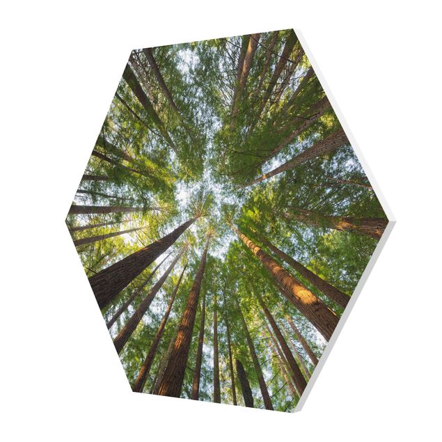 Cuadros modernos Sequoia Tree Tops