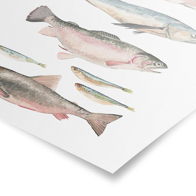 Láminas animales Seven Fish In Watercolour I