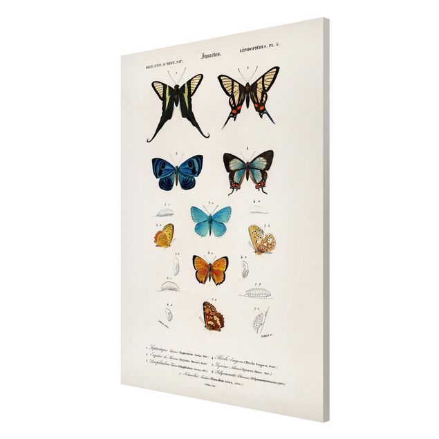 Tableros magnéticos animales Vintage Board Butterflies I