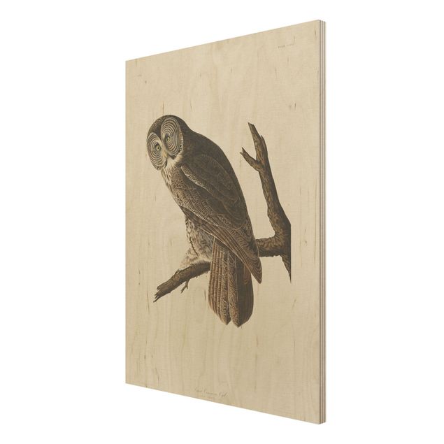 Cuadros Vintage Board Great Owl