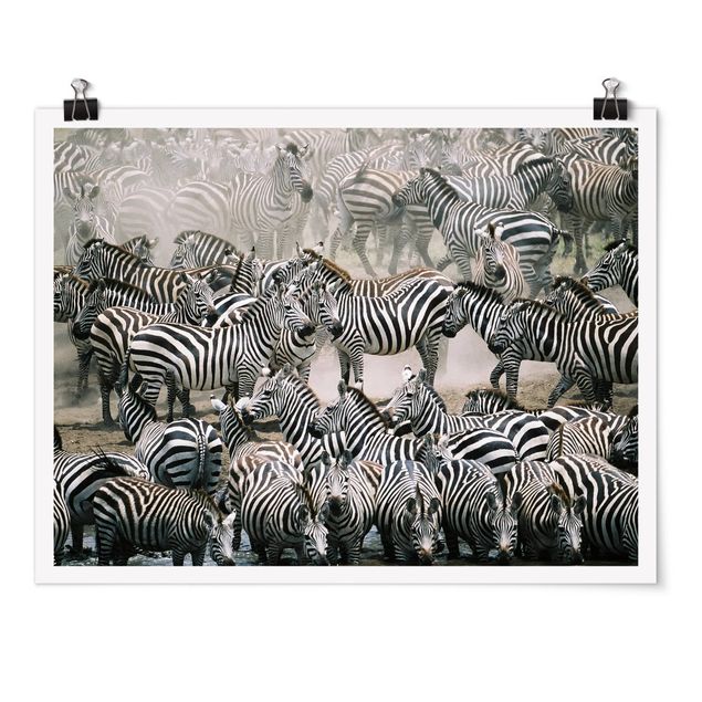 Póster animales Zebra Herd