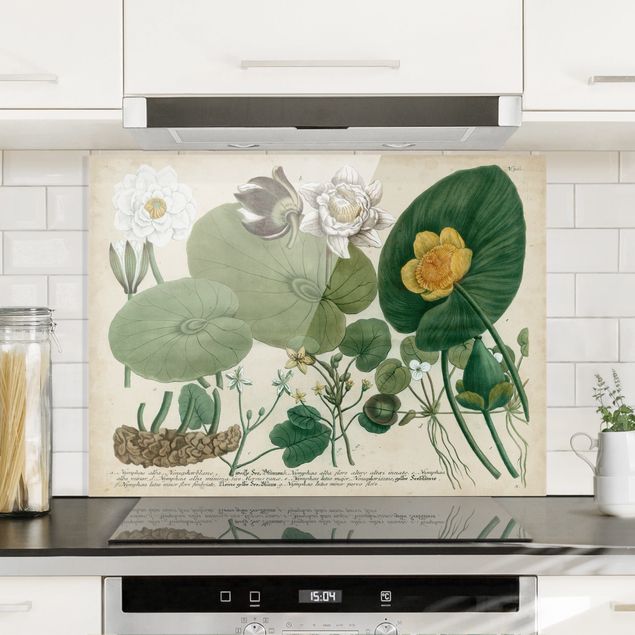 Decoración de cocinas Vintage Illustration White Water-Lily