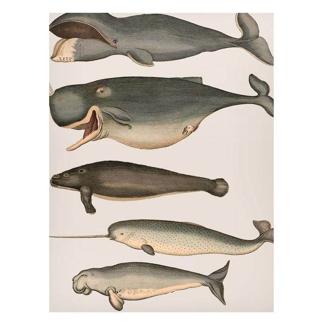 Cuadros de peces modernos Five Vintage Whales