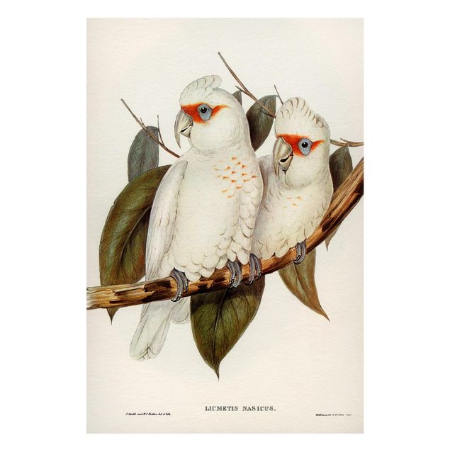 Tableros magnéticos flores Vintage Illustration White Cockatoo