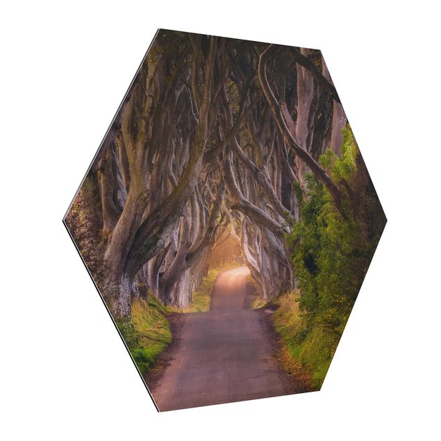 Cuadros 3d Tunnel Of Trees