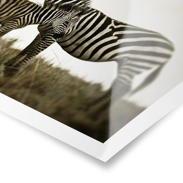 Cuadros a blanco y negro Zebra Couple