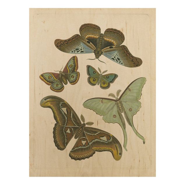 Cuadros vintage madera Vintage Illustration Exotic Butterflies II