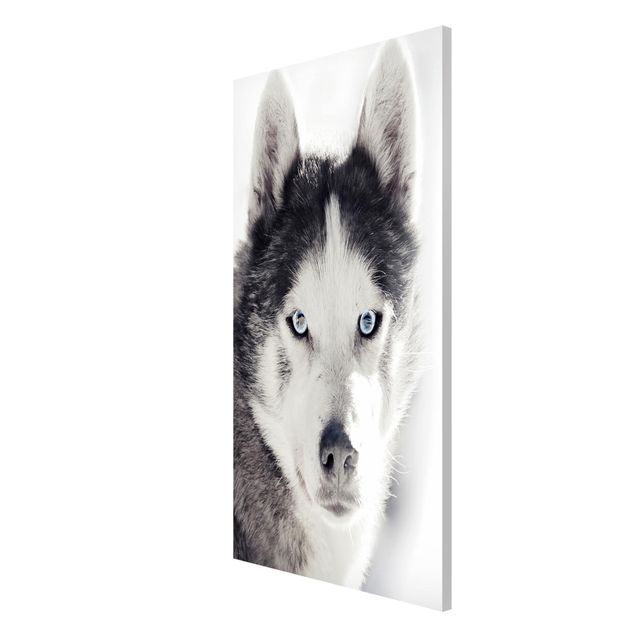 Tableros magnéticos animales Husky Portrait