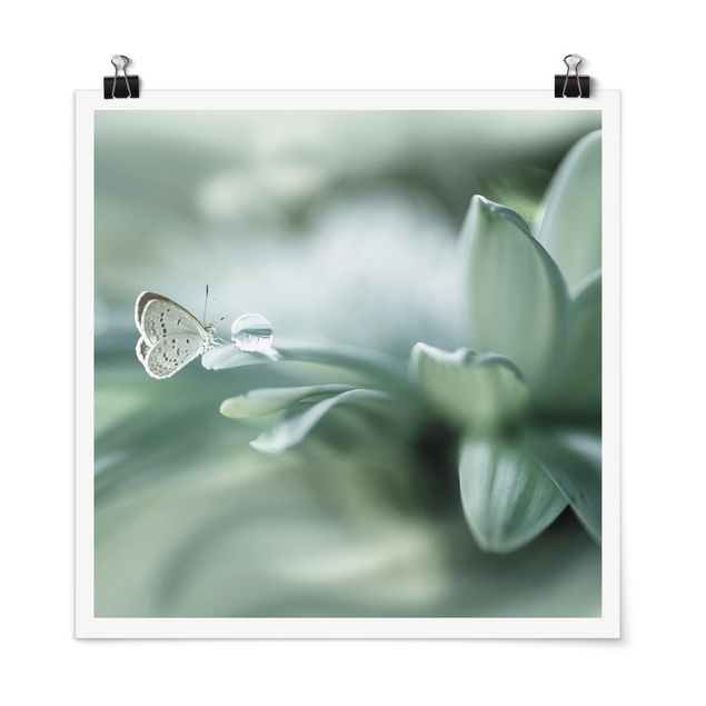Lámina de flores Butterfly And Dew Drops In Pastel Green