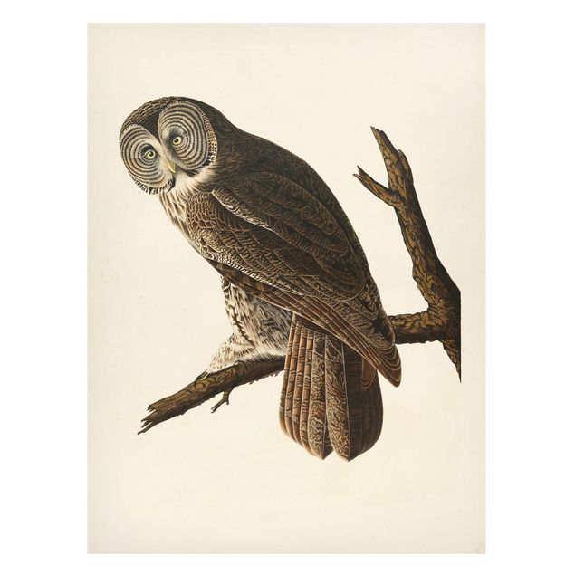Tableros magnéticos animales Vintage Board Great Owl