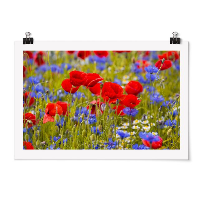 Cuadros de plantas naturales Summer Meadow With Poppies And Cornflowers