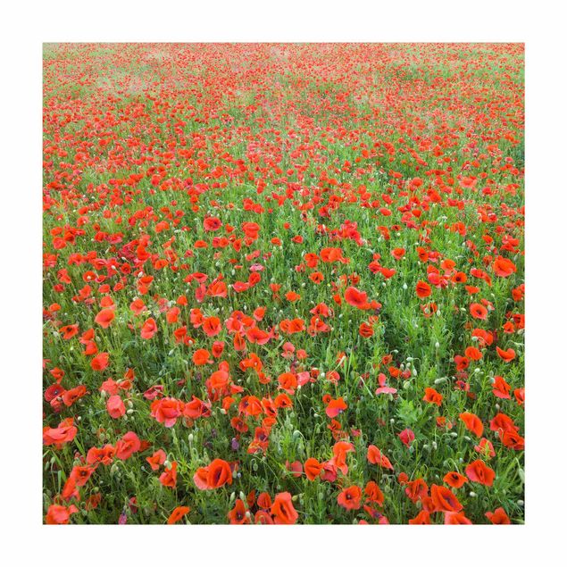 Alfombras rojas Poppy Field
